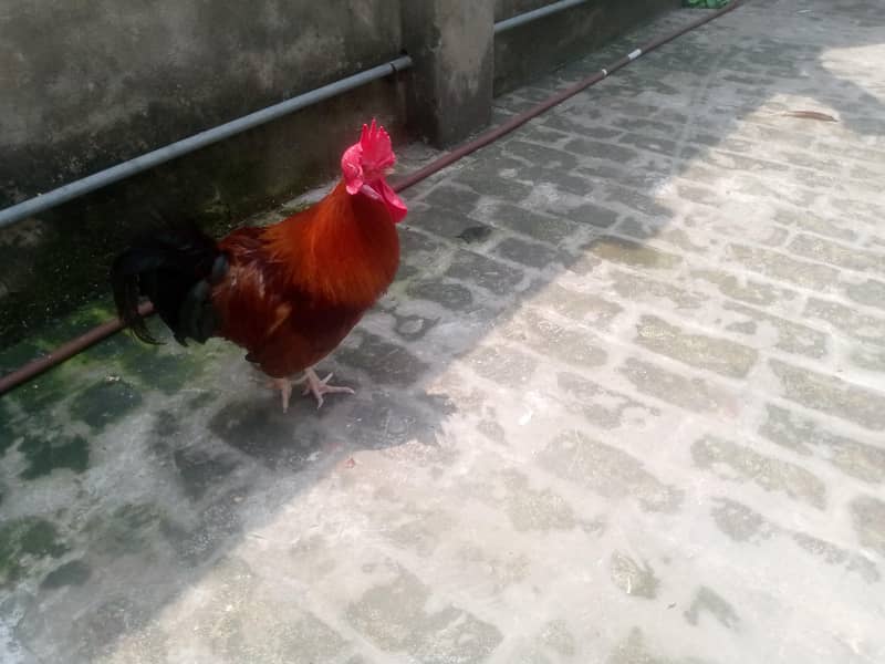 Desi murga 0