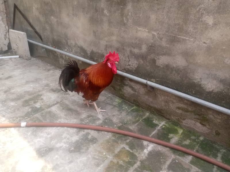 Desi murga 5