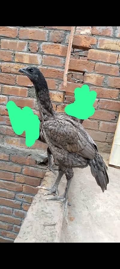 Thai dragon/blue female/high quality aseel/pure dragon