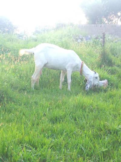 Bakri for sale