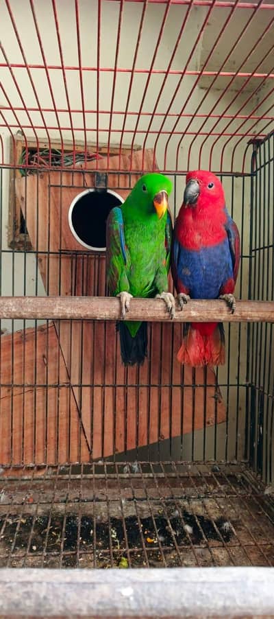 Budgies N Australian Parrots For Sell