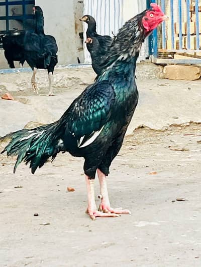 mushki birds top quality for sale only serious buyer contact us