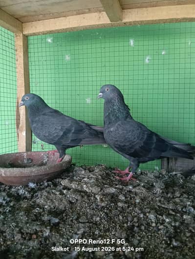 black pair hai