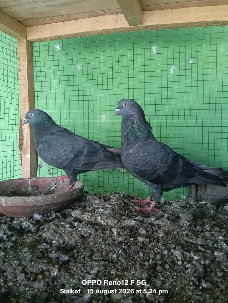 black pair hai