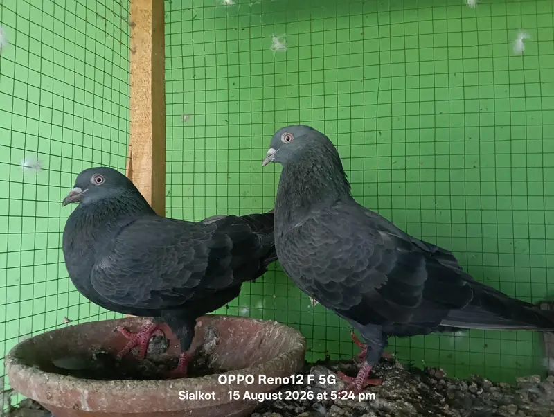 black pair hai — photo 2