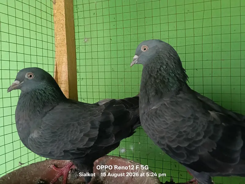 black pair hai — photo 3
