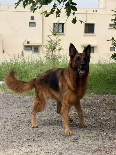 German shepherd top qulity   Number:03427000077