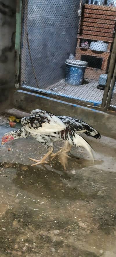aseel  murg pair 03008126916