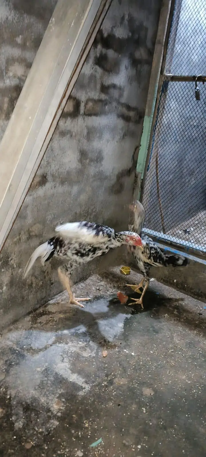 aseel  murg pair 03008126916 — photo 2