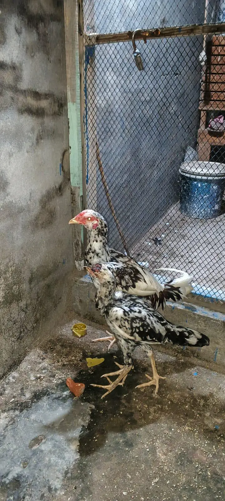 aseel  murg pair 03008126916 — photo 3