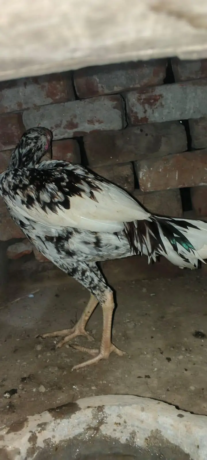 aseel  murg pair 03008126916 — photo 4