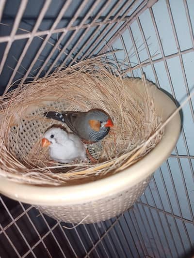 zebra finches