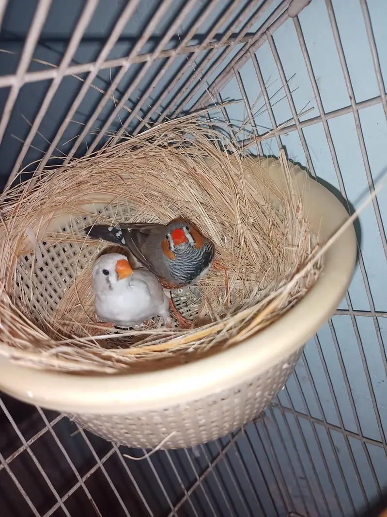 zebra finches — photo 2