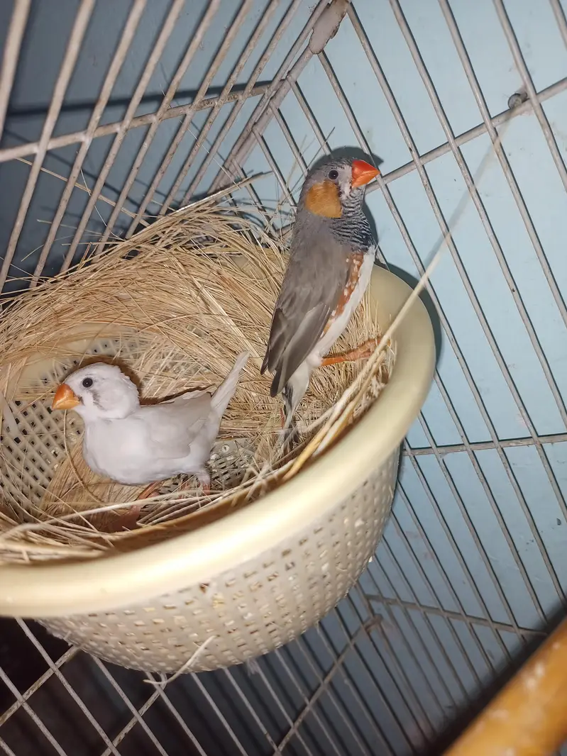zebra finches — photo 3