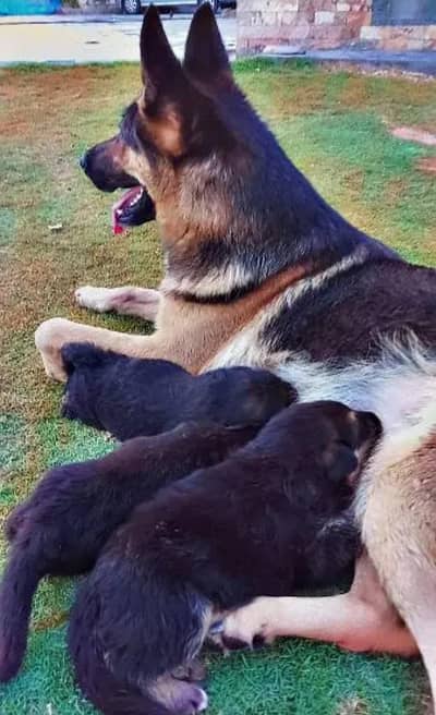 German shepherd breeder female for sale