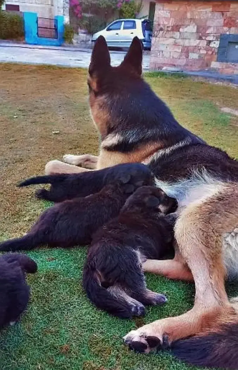 German shepherd breeder female for sale — photo 2