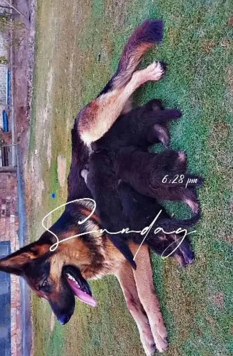 German shepherd breeder female for sale — photo 3