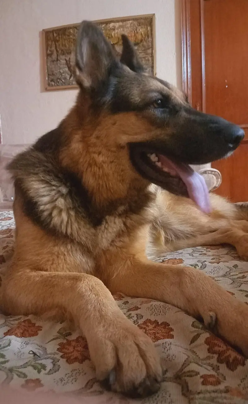 German shepherd breeder female for sale — photo 4