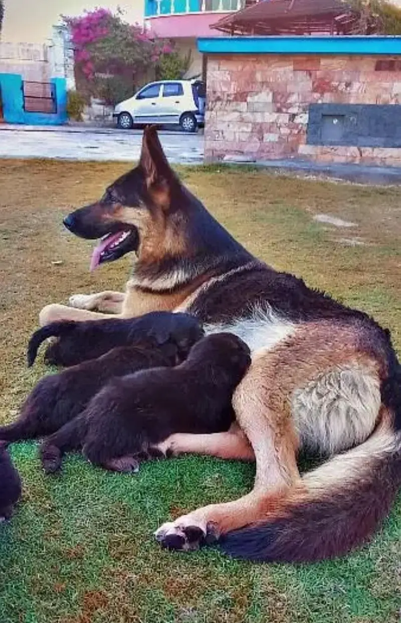 German shepherd breeder female for sale — photo 5