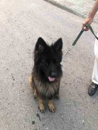 Beautiful STUD Male