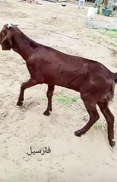 Good goat for sale