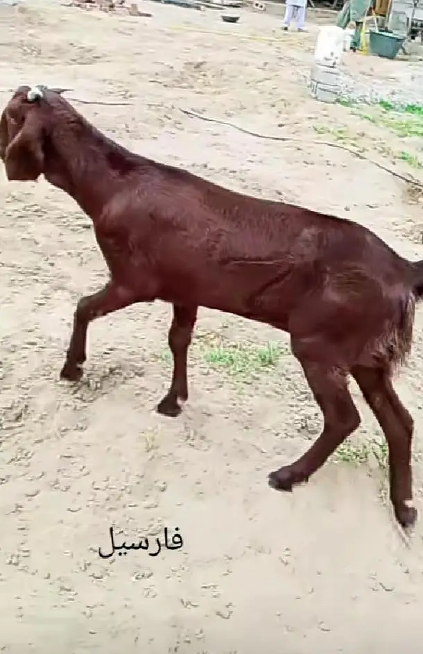 Good goat for sale