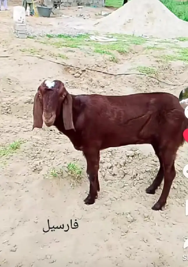 Good goat for sale — photo 2