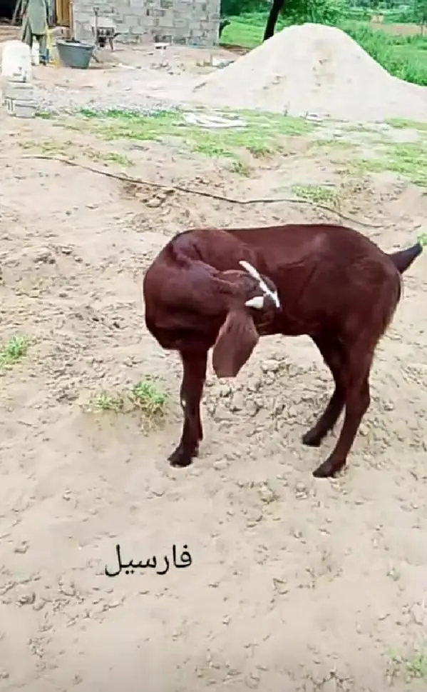 Good goat for sale — photo 3