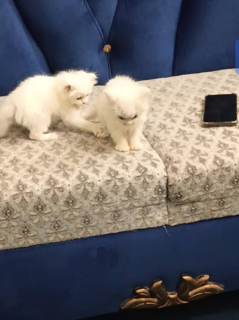 White persion kittens 0