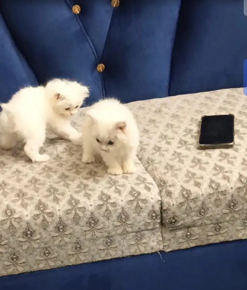 White persion kittens — photo 2