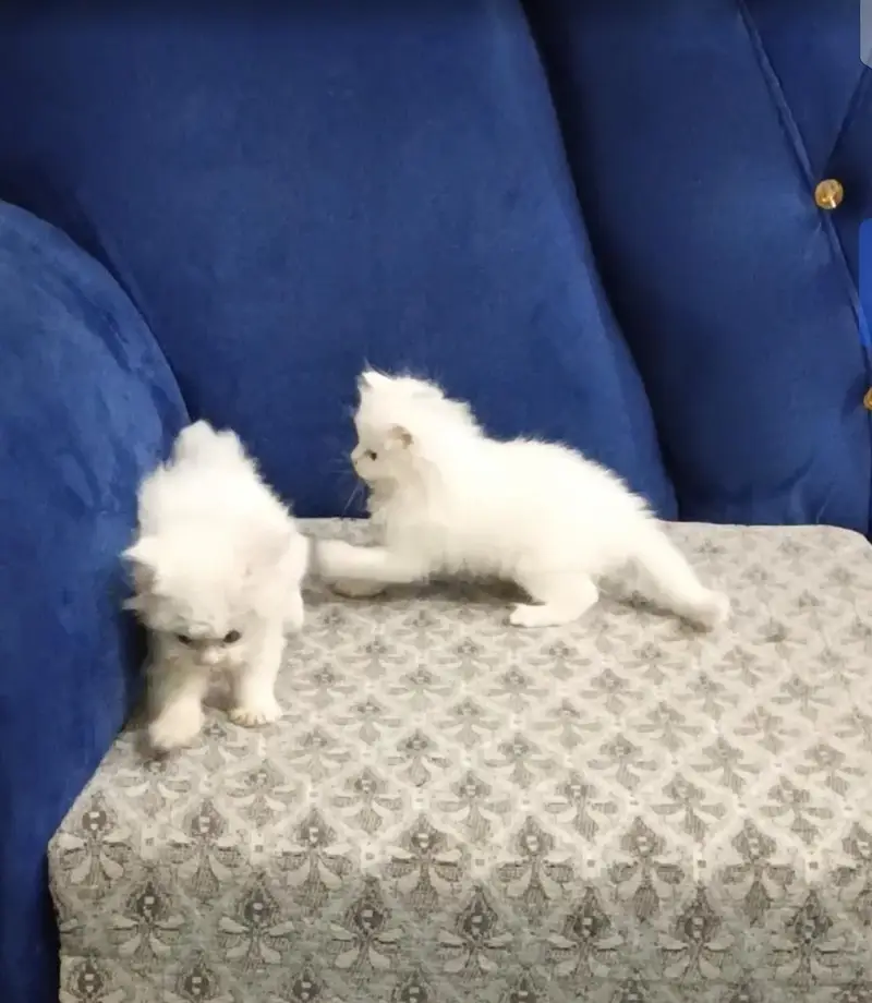 White persion kittens — photo 3