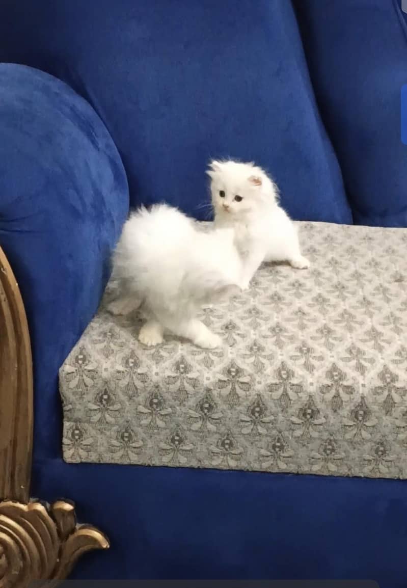 White persion kittens 3