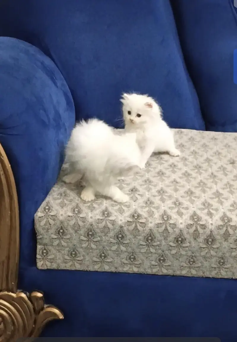 White persion kittens — photo 4