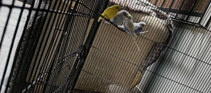 All budgies for sale