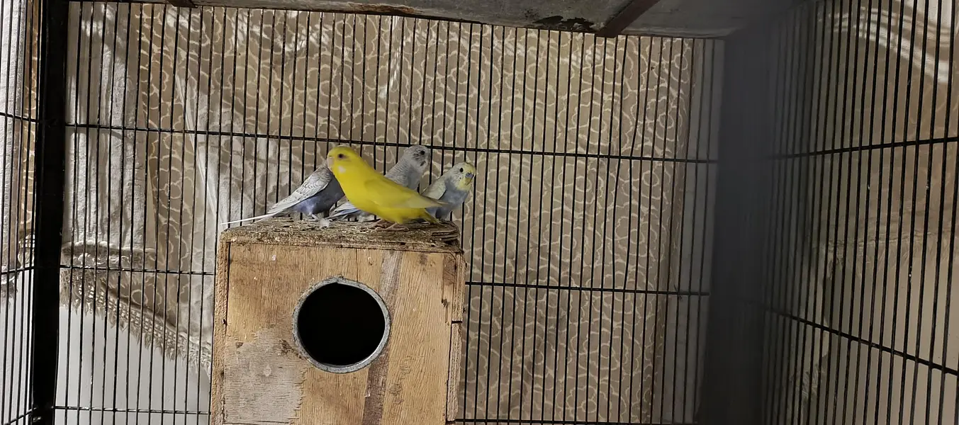 All budgies for sale — photo 2