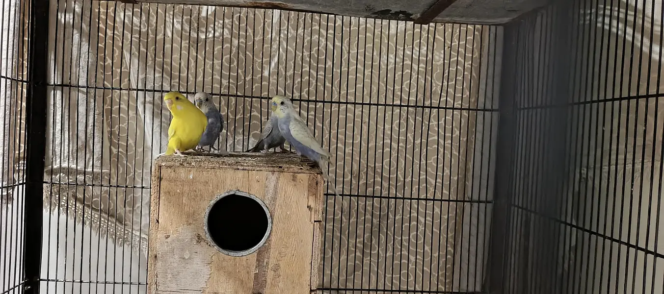 All budgies for sale — photo 3