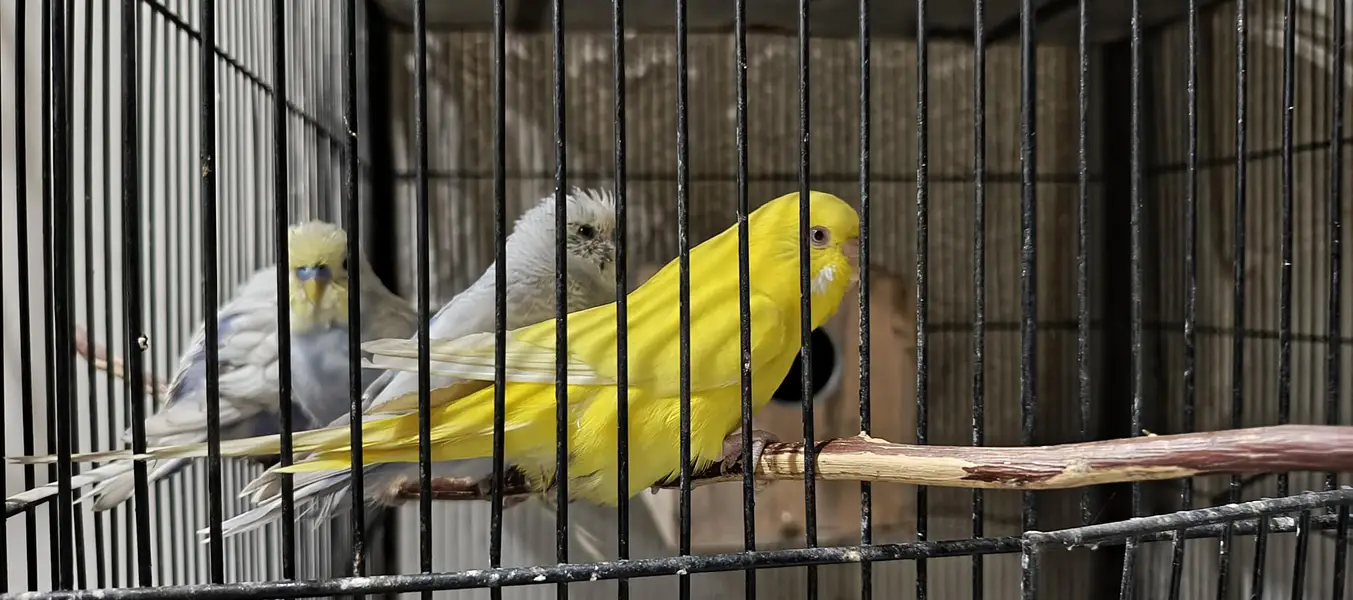 All budgies for sale — photo 4