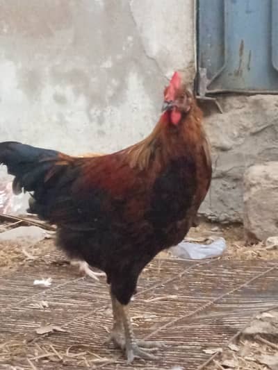 golden misri breeder male for sale