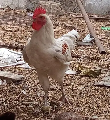 golden misri breeder male for sale — photo 2
