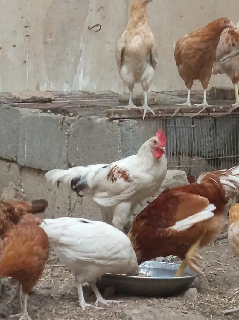 golden misri breeder male for sale — photo 3
