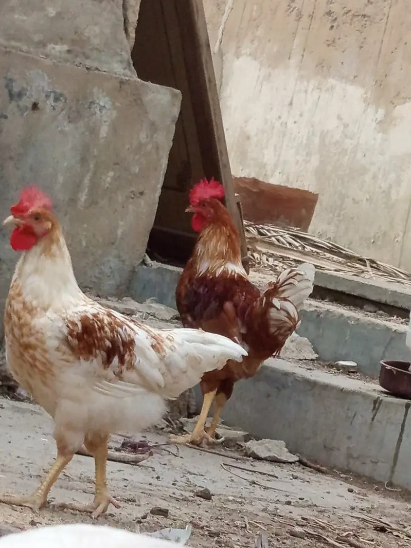 golden misri breeder male for sale — photo 5