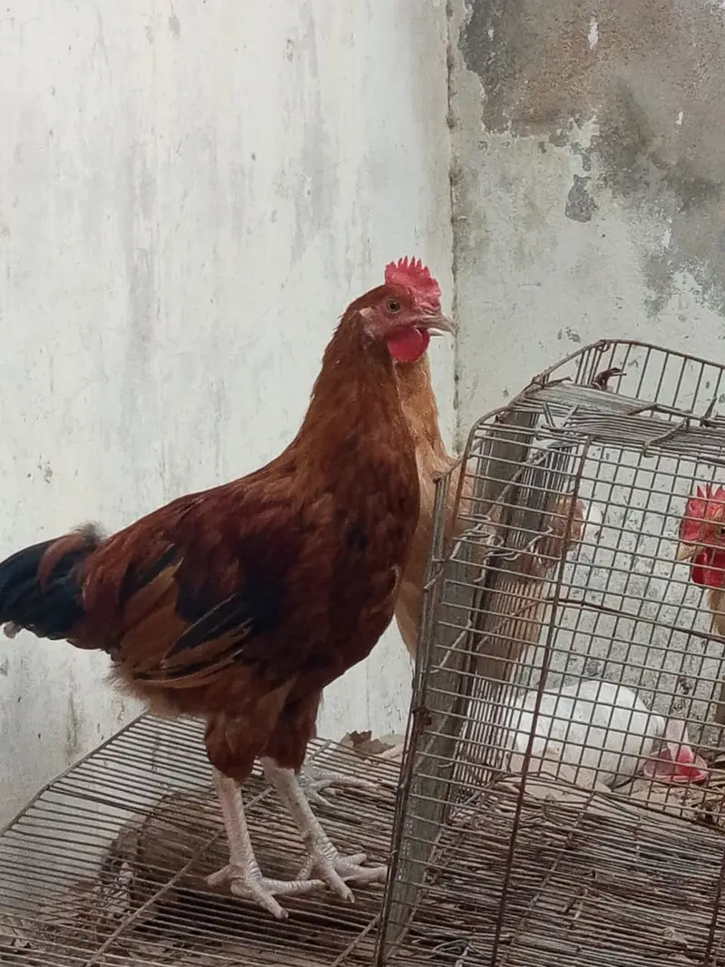 golden misri breeder male for sale — photo 6