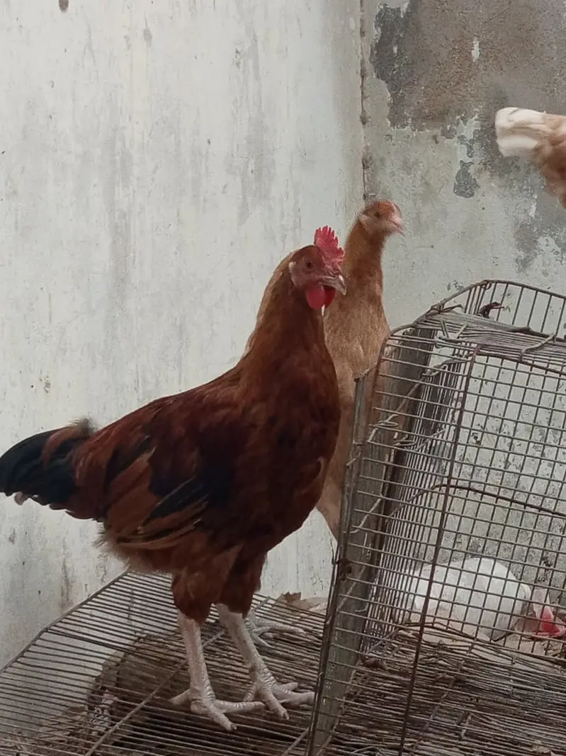 golden misri breeder male for sale — photo 7