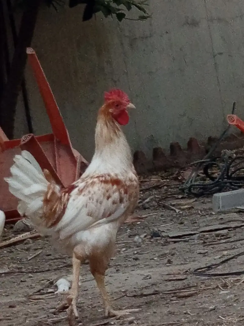 golden misri breeder male for sale — photo 8