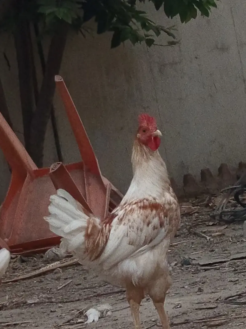 golden misri breeder male for sale — photo 9