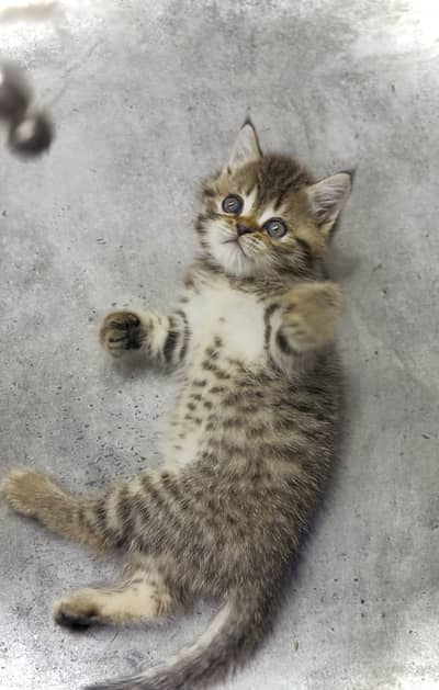British short Hair Kittens Available