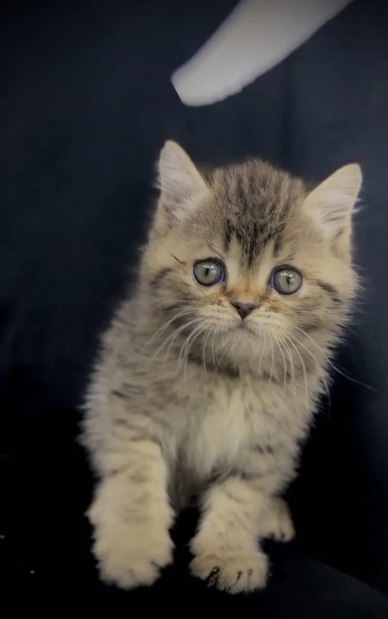 British short Hair Kittens Available — photo 3