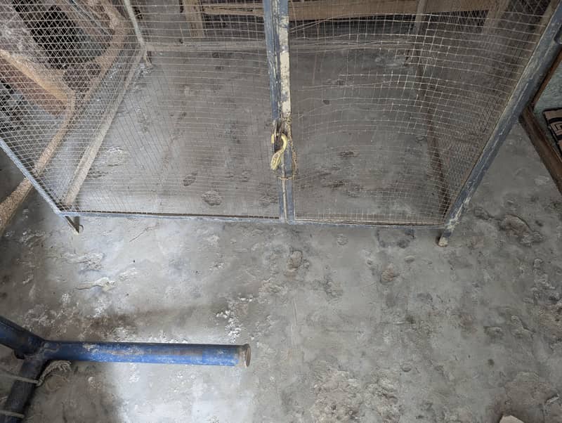 Bird Cage 2