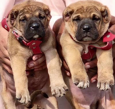 Turkish kangal male female for sale available