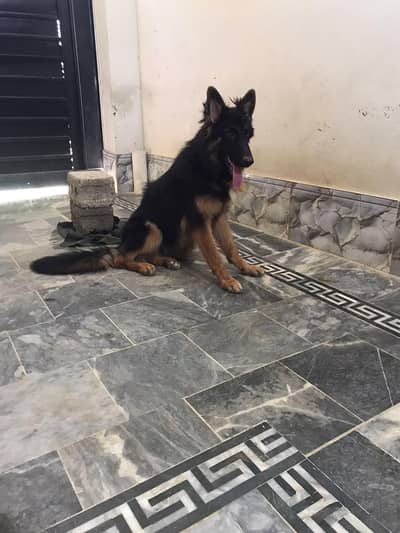 German Shepherd long cout female